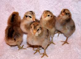 At the apa convention in 76' the standards committee settled on the tufted, tailless chicken as the standard for the araucana breed. Learn The 3 A S Of The Easter Egger Chicken Hobby Farms