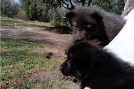 Meet ginger, cute, adorable, sweet, part english cutie. Wolf Hybrid Puppies For Sale From Ft Myers Sw Florida Florida Breeders