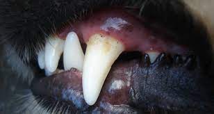 what causes mouth sores on dogs