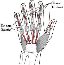 Ligaments connect one bone to another, while tendons connect muscle to bone. Flexor Tendon Injuries Orthoinfo Aaos