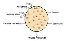 Image result for CAN HUMAN OR ANIMAL ORIGIN TYPE MEMBRANE CAN BE MADE ARTFICIALLY FOR BAGS