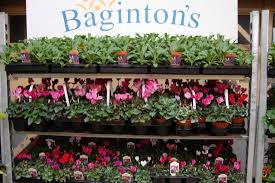 baginton nurseries home of the pot and