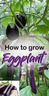 Growing Eggplant How To Grow Eggplant