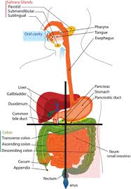 They section the area into 4 quadrants. Abdominal Quadrants Regions Of The Body Science Trends