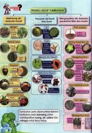 Tumbuhan manakah yang mempunyai bahagian tumbuhan yang ditunjukkan a. Proses Hidup Tumbuhan Sains Tahun 5 Quiz Quizizz