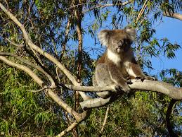 Image result for arboreal animals