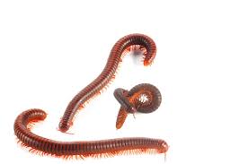Millipede Control And Treatments For The Home Yard And Garden