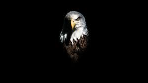 30 free eagle photos pictures free