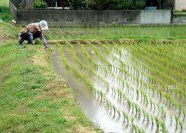 Existing Rice Production - Sustainability of Rice Production