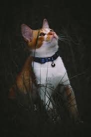 Gambar anak kucing binatang menyusui merapatkan hewan. 15 Keping Koleksi Gambar Kucing Comel