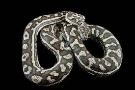 carpet python morphs