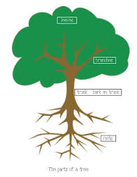 Parts Of A Tree Anchor Chart Poster Tree Study Trees For