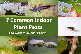 7 Common Indoor Plant Pests How To