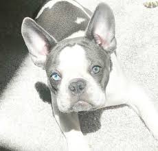 Blue tri male olde english bulldogge puppy for sale. French Bulldog Colors Explained Ethical Frenchie