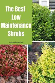 Low Maintenance Shrubs Perfect For The