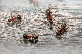 what kind of damage can ants do to your