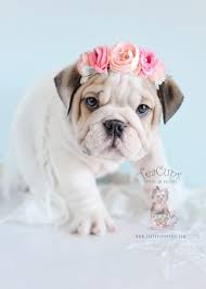 English Bulldog Puppies For Sale By Teacups Puppies