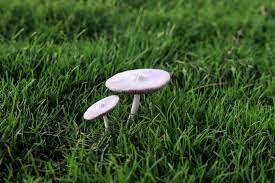 get rid of mushrooms in your yard