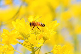 私たち人間もミツバチも待ちわびた春はすぐそこ。3月8日は「ミツバチの日」です(季節・暮らしの話題 2019年03月07日) - 日本気象協会  tenki.jp さん