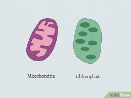 what are the 3 parts of the cell theory