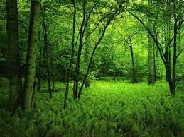 green forest wallpapers wallpaper cave