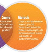 Mitosis Vs Meiosis Key Differences Chart And Venn Diagram