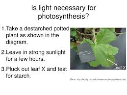 Ppt Photosynthesis Powerpoint Presentation Free Download