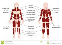 Muscles Chart Description Muscular Body Woman Stock Vector