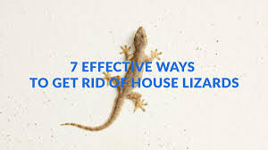 get rid of house lizards