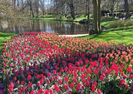 Located in the small town of lisse near amsterdam, it is open to the public from. Keukenhof Tulpenblute Vor Den Toren Amsterdams In Reiselaune