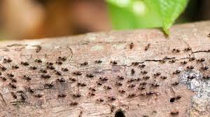 how to get rid of termites advice for
