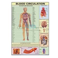 Blood Circulation Chart India Blood Circulation Chart