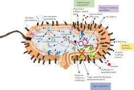 Check out world of geekdom: The Value Of Antimicrobial Peptides In The Age Of Resistance The Lancet Infectious Diseases