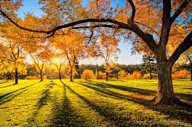 Image result for autumn shining sun images
