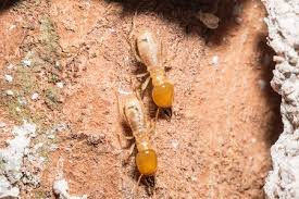 how to control subterranean termites