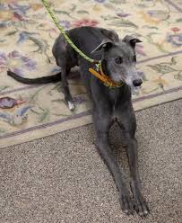 To this end, both dedicated foster and forever homes are needed for greyhounds rescued. Available Dogs