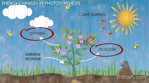 Energy Transformation Photosynthesis Vs Cellular Respiration