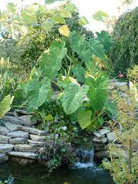 Growing the plant in ponds is quite simple and since the pond ensures a consistent. Rethinking Elephant Ears In My Creek Next Year Garden Pond Forums