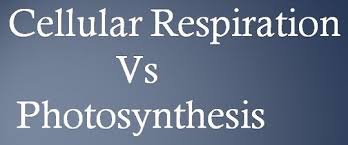 difference between cellular respiration