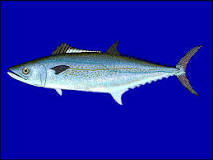 What type of fish is Spanish mackerel?