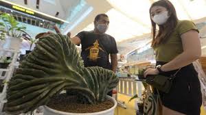 Tapi jika diperhatikan, kaktus yang tersebar di indonesia terbatas jenisnya hanya ituitu saja. Tanaman Hias Kaktus Unik Langka Hasil Mutasi Kristata Harganya Bisa Rp 100 Juta Diburu Kolektor Surya Malang