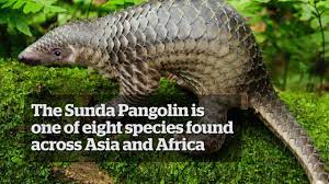Sandshrew the Sunda Pangolin released back to the wild - YouTube