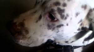The pitbull mixes puppies can be very expensive depending upon their quality while some of them can be at an affordable rate. Pitbull Mixed With Dalmatian Youtube