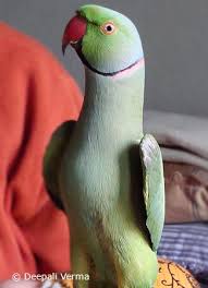 indian ringnecks parrotfeather com