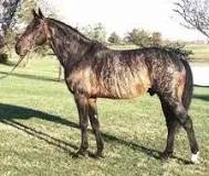 what-is-a-brindle-horse