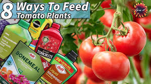 8 diffe ways to feed tomatoes