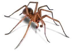 How To Get Rid Of Hobo Spiders And Aggressive House Spiders