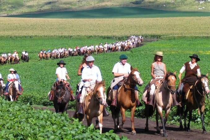 Embajador oficial: el caballo Criollo será Marca País ante el mundo y estas son las razones - LA NACION