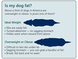 Doggy Diets Are You Pulling Your Weight Smartpak Blog