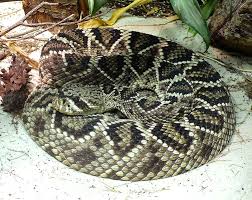 Venomous Snakes Of North Carolina Facts Pictures And More